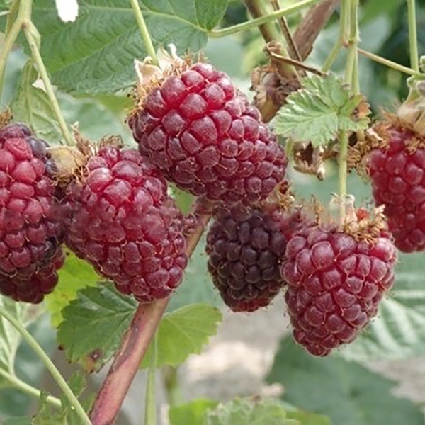 Ежемалина Бакингем Тейберри 1шт(бесшипный)