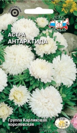 Астра Антарктида  0_2гр_10