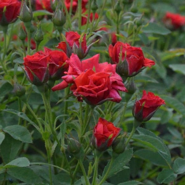 Роза Мини Баккара миниатюрная 1шт. _Mini Baccara _20