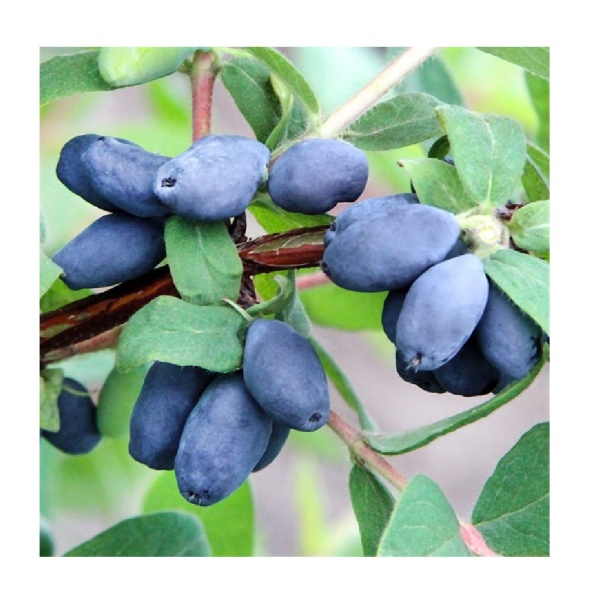 Жимолость Герда съедобная 1шт _1