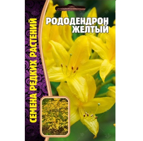 Рододендрон Желтый  25шт_10