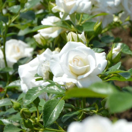 Роза Аспирин флорибунда 1шт _Aspirin _20