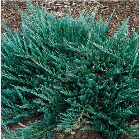 Можжевельник горизонтальный Блу Чип С2-3 1шт_ Juniperus horizontalis Blue Chip
