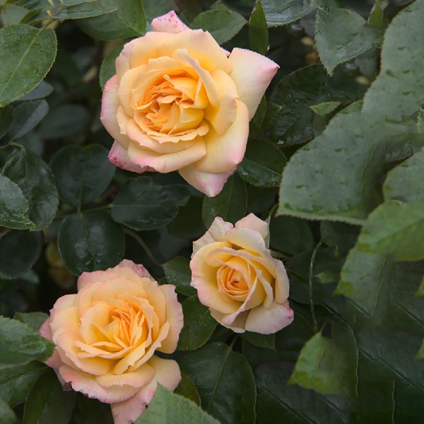 Роза Филипп Нуаре грандифлора 1шт _ Phillipe Noiret  _20