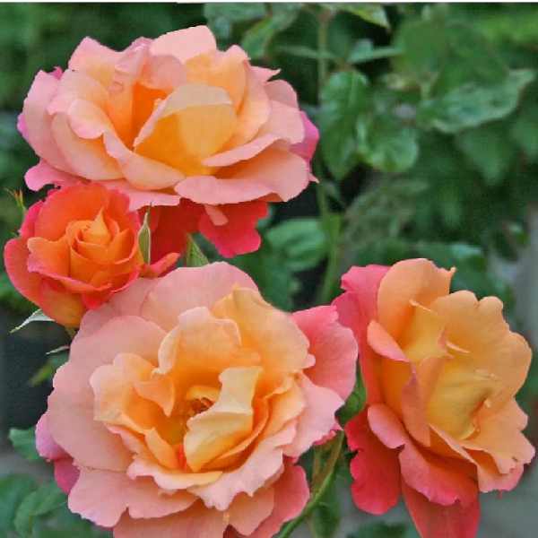 Роза Моргенрот грандифлора 1шт. _Morgenrote_1_10