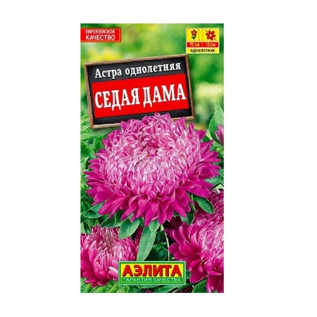 Астра Седая дама  0_2гр_10