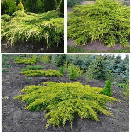 Можжевельник средний Пфитцериана Ауреа С2 1шт_Juniperus media Pfitzeriana Aurea