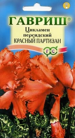 Цикламен Красный партизан персидский 3шт  _10
