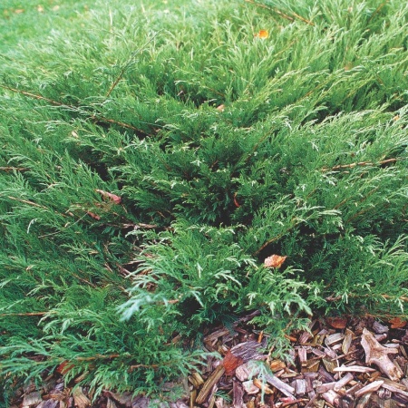 Можжевельник казацкий Мас С2 1шт _Juniperus sabina Mas 