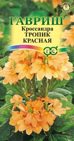 Кроссандра Тропик красная 3шт  _10