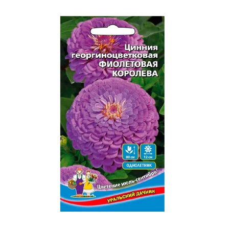 Цинния Фиолетовая королева георгиноцветковая 0_2гр  _10