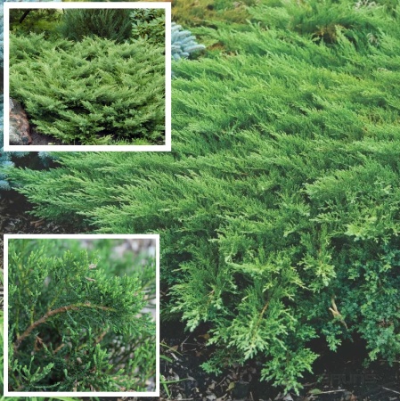 Можжевельник казацкий Хикси С2 1шт_ juniperus sabina hicksii