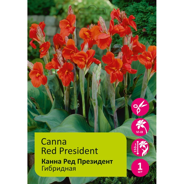 Канна Ред Президент гибридная 1 шт_ Canna Red President