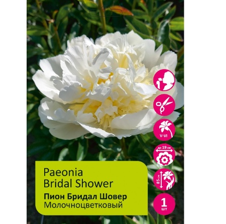 Пион Бридал Шовер 1шт_Paeonia Bridal Shower
