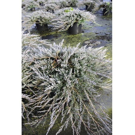 Можжевельник горизонтальный Джейд Ривер С2 1шт_Juniperus horizontalis Jade River