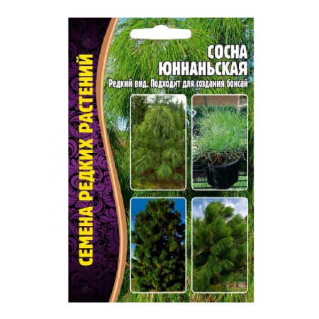 Сосна Юннаньская  25шт_10